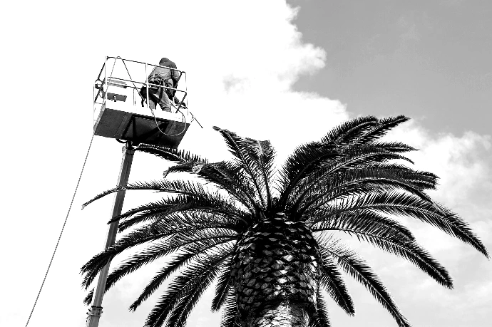 a palm tree with a man on a lift